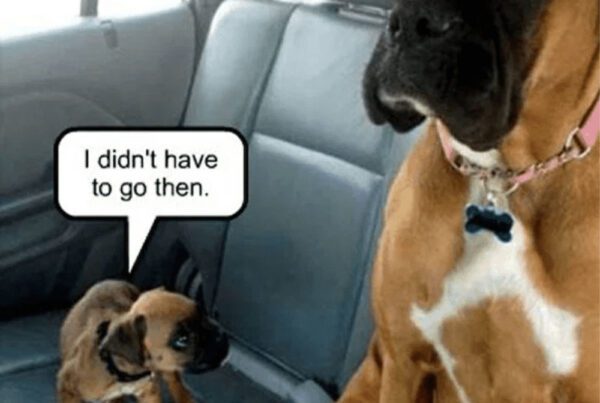 Blog - Two Dogs Sitting in the Back Seat of a Car and One is a Puppy that Needs to Go to the Bathroom