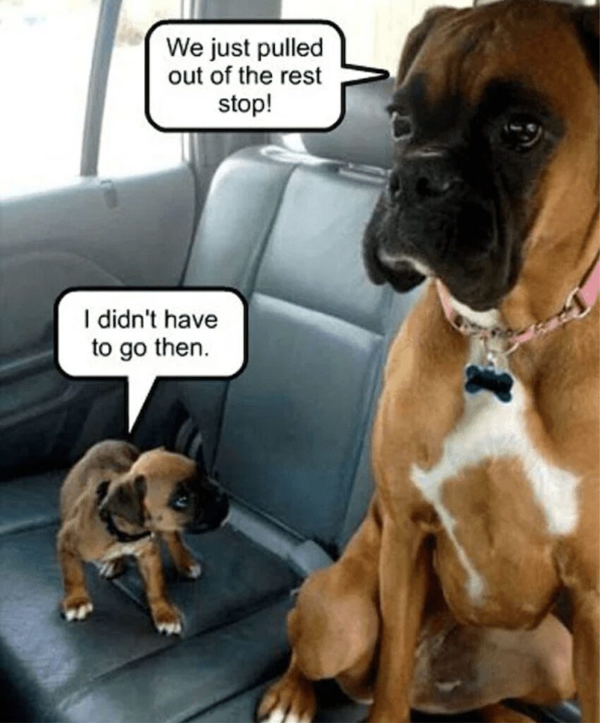 Blog - Two Dogs Sitting in the Back Seat of a Car and One is a Puppy that Needs to Go to the Bathroom